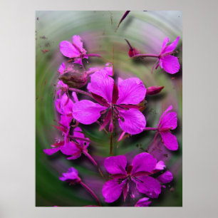 Fireweed i en orkan poster