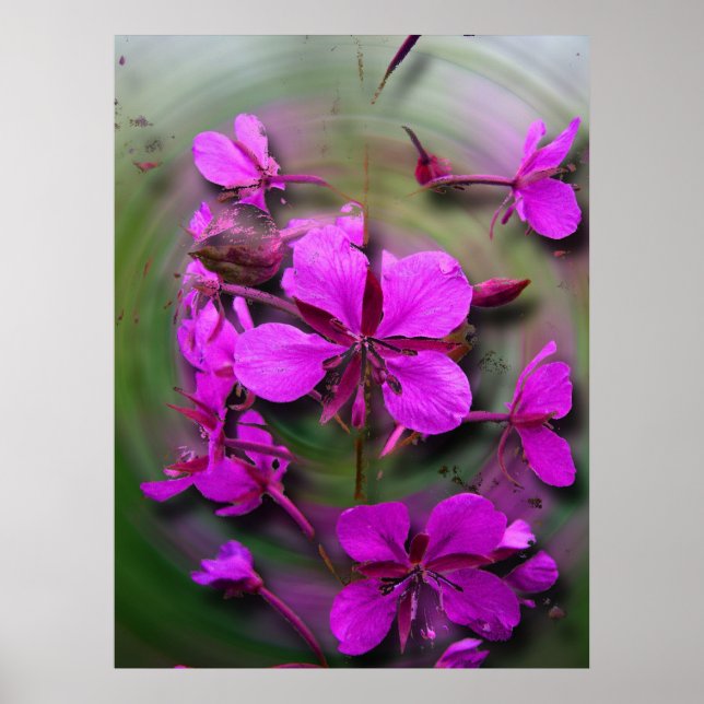 Fireweed i en orkan poster (Framsidan)