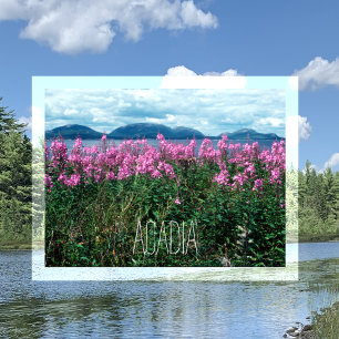 Fireweed on Baker Island, Acadia, nationalpark Vykort