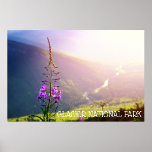 Fireweed på Glacier National Park Poster