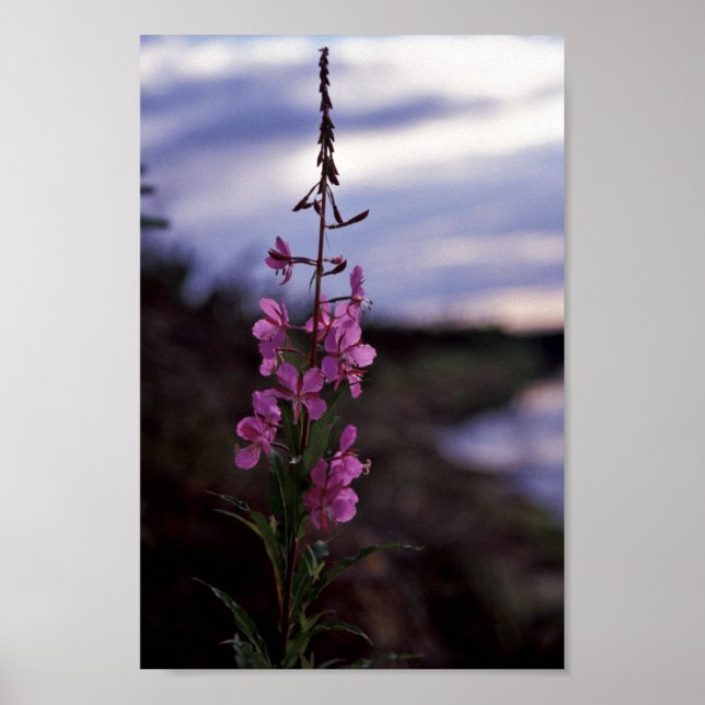 Fireweed Poster (Framsidan)