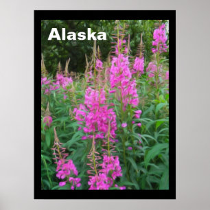 Fireweed Poster