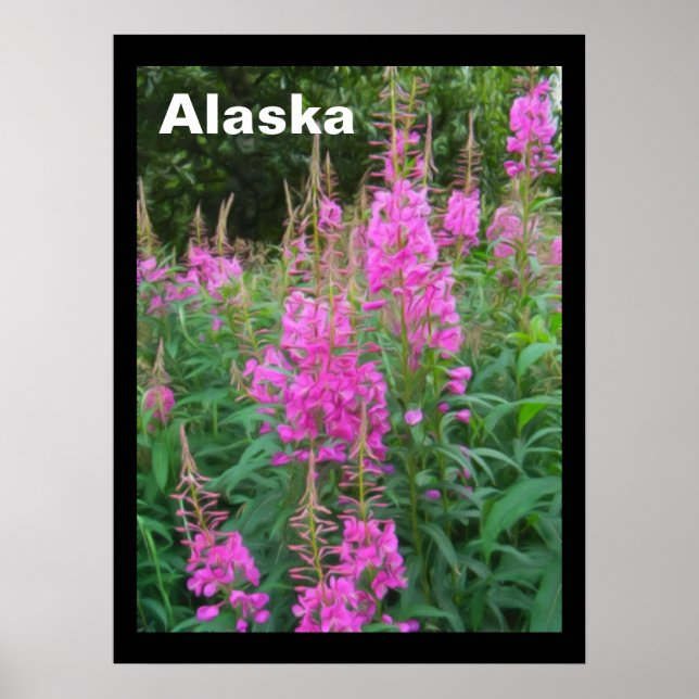 Fireweed Poster (Framsidan)