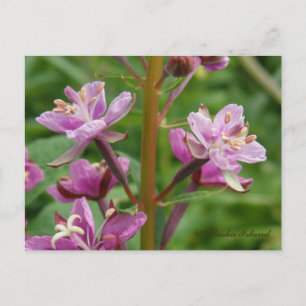 Fireweed Variegated Blommars, Unalaska Island Vykort