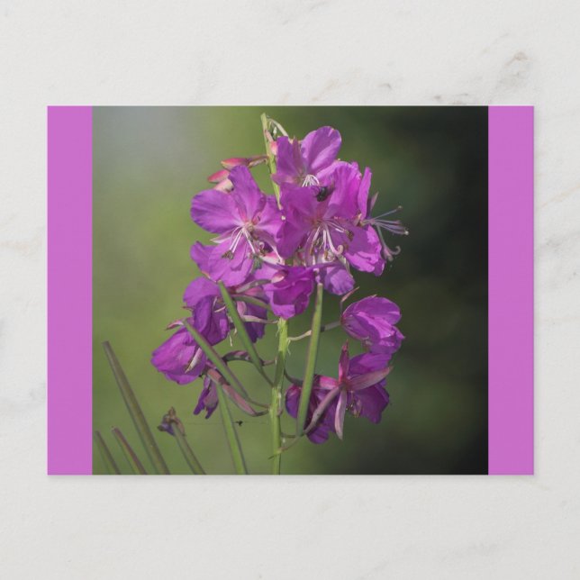 Fireweed Vykort (Framsida)