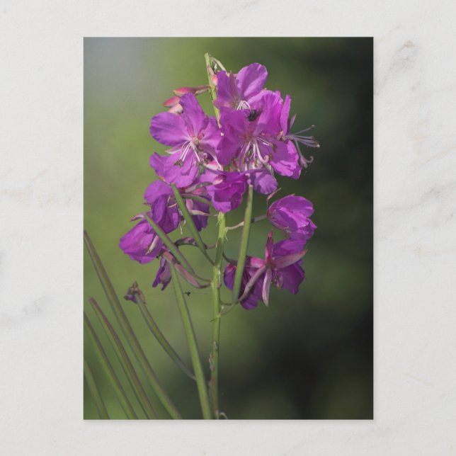 Fireweed Vykort (Framsida)