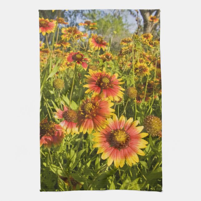 Firewheels Gaillardia pulchella) vilda blommor Kökshandduk (Vertikal)