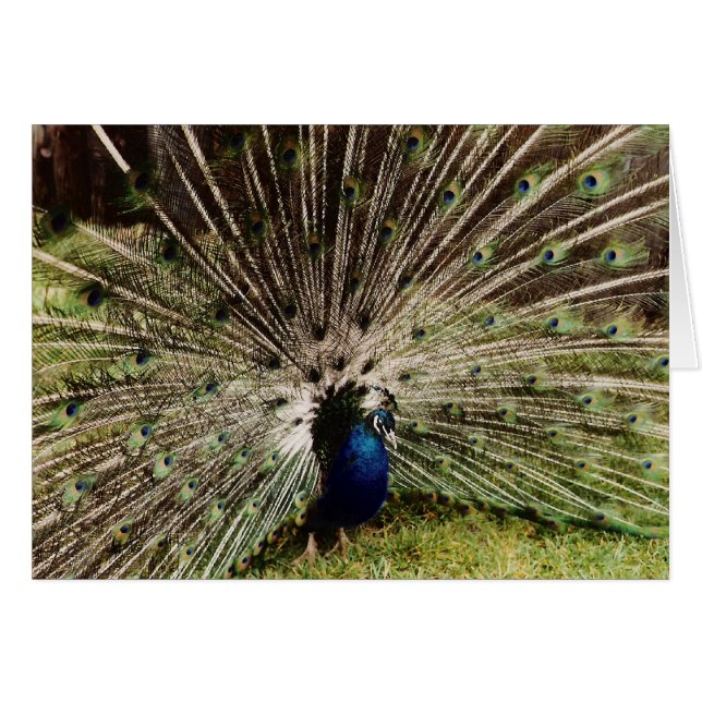 Fireworks Hälsningskort (Framsidan Horizontal)