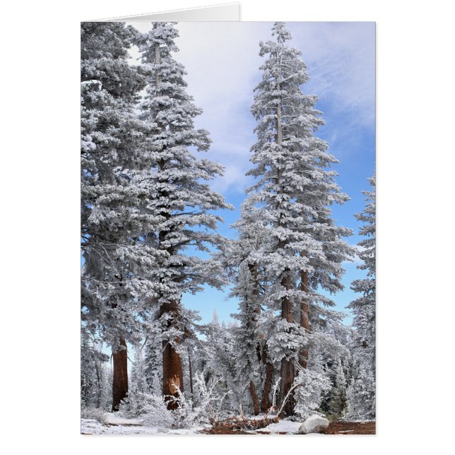 First Snowfall OBS Kort (Framsidan)