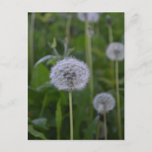 First Wish Vykort (Framsida)