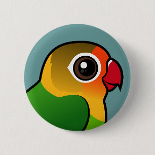 Fischers Lovebird Knapp