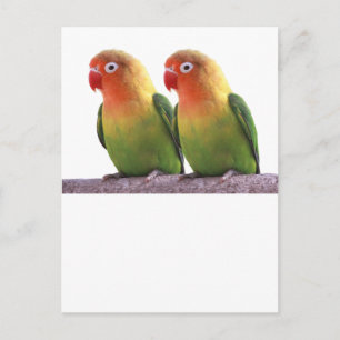"Fischer's Lovebird" Vykort