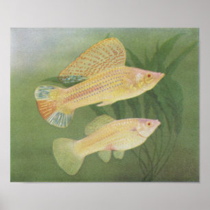 Fish - Albino Mollies - Poecilia latipinna P/folio Poster