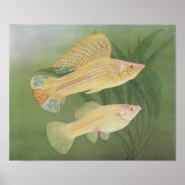 Fish - Albino Mollies - Poecilia latipinna P/folio Poster (Framsidan)