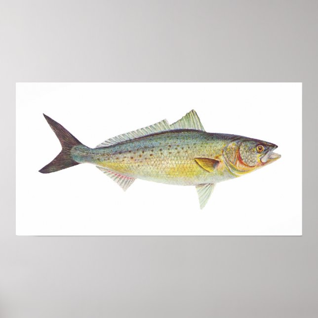 Fish - Australian Salmon - Arripis trutta Poster (Framsidan)