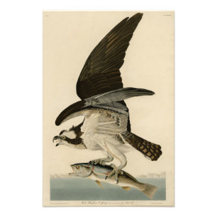 Fish Hawk, Osprey, från Audubon's Birds of America Fototryck