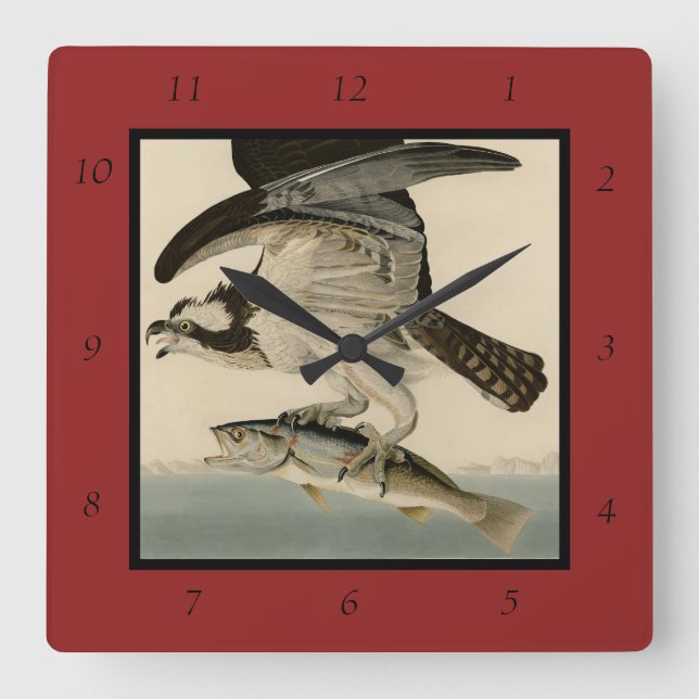 Fish Hawk, Osprey, från Audubon's Birds of America Fyrkantig Klocka (Framsida)