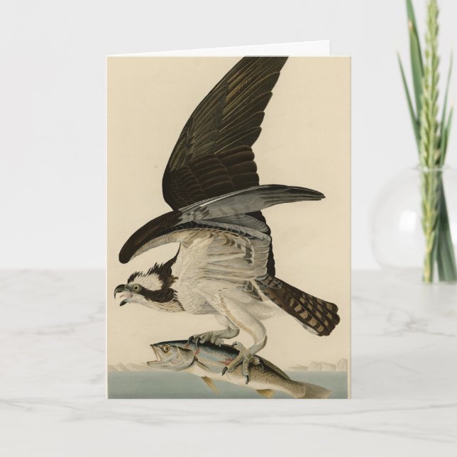Fish Hawk, Osprey, från Audubon's Birds of America Kort (Framsida)