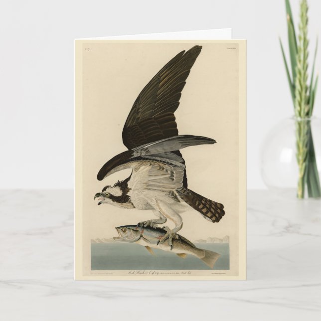 Fish Hawk, Osprey, från Audubon's Birds of America Kort (Framsida)