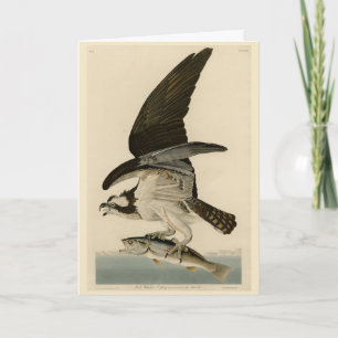 Fish Hawk, Osprey, från Audubon's Birds of America Kort