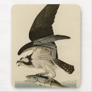 Fish Hawk, Osprey, från Audubon's Birds of America Musmatta