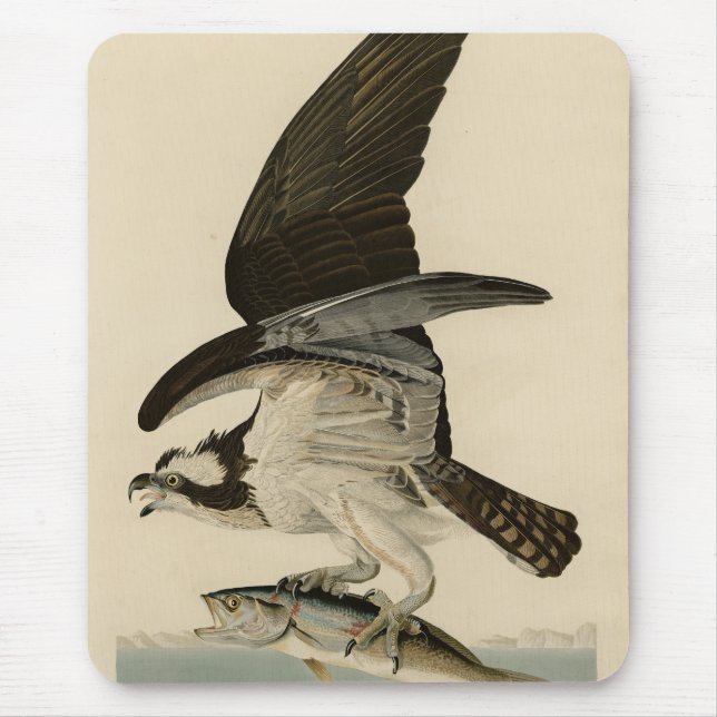Fish Hawk, Osprey, från Audubon's Birds of America Musmatta (Framsidan)