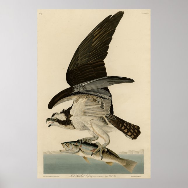 Fish Hawk, Osprey, från Audubon's Birds of America Poster (Framsidan)