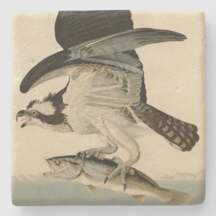 Fish Hawk, Osprey, från Audubon's Birds of America Stenunderlägg