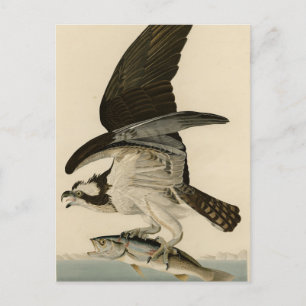 Fish Hawk, Osprey, från Audubon's Birds of America Vykort