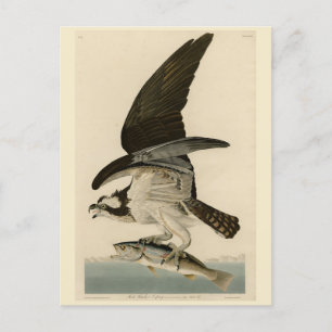 Fish Hawk, Osprey, från Audubon's Birds of America Vykort