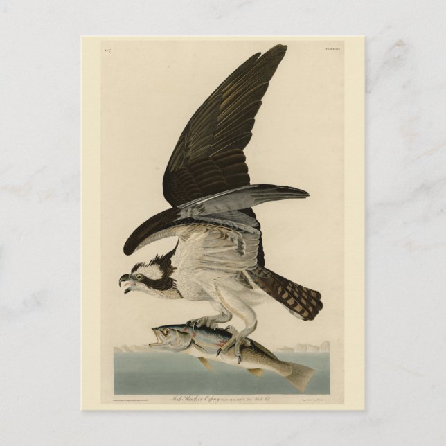 Fish Hawk, Osprey, från Audubon's Birds of America Vykort (Framsida)