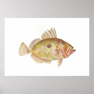 Fish - John Dory - Zeus faber Poster