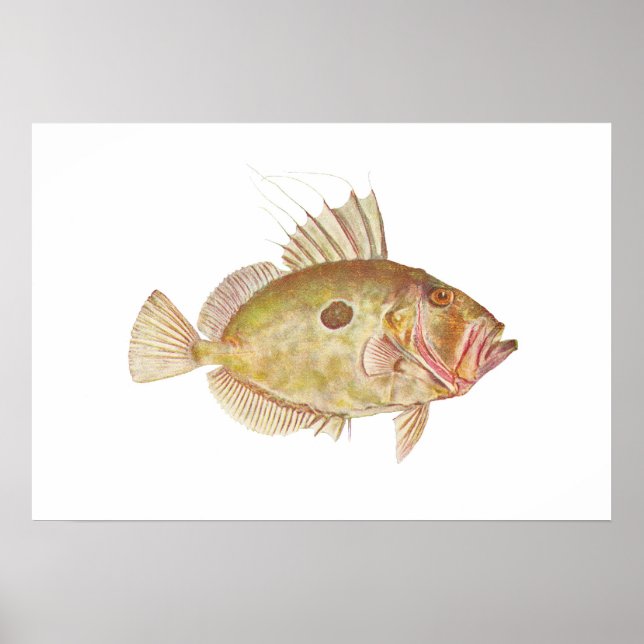 Fish - John Dory - Zeus faber Poster (Framsidan)