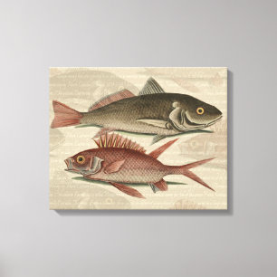 Fish Red Perch Fisherman Art Canvastryck