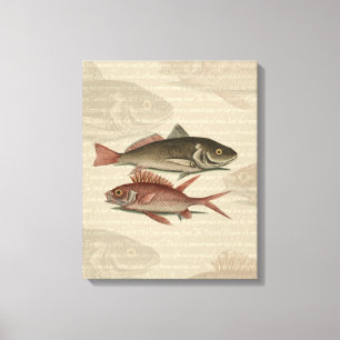Fish Red Perch Fisherman Art Canvastryck