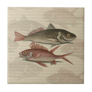 Fish Red Perch Fisherman Art Kakelplatta