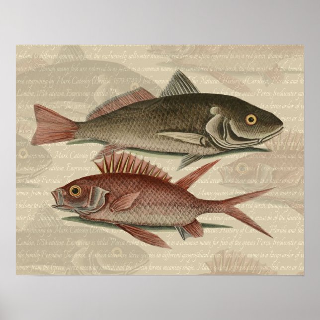 Fish Red Perch Fisherman Art Poster (Framsidan)
