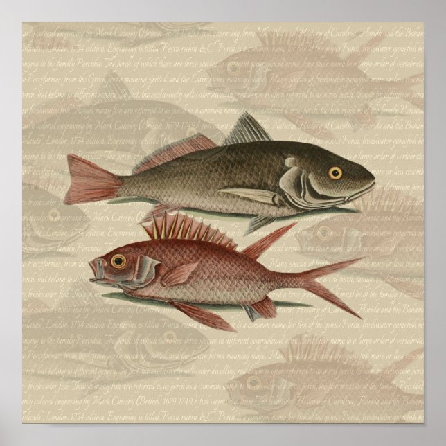 Fish Red Perch Fisherman Art Poster (Framsidan)