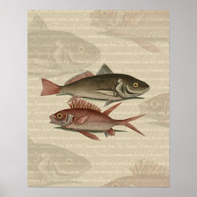 Fish Red Perch Fisherman Art Poster (Framsidan)