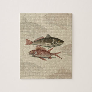 Fish Red Perch Fisherman Art Pussel