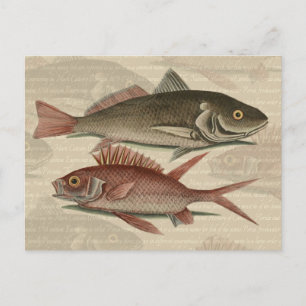 Fish Red Perch Fisherman Art Vykort