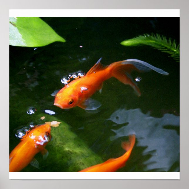 FISH TALES www.debbie-may.fineartamerica.com Poster (Framsidan)