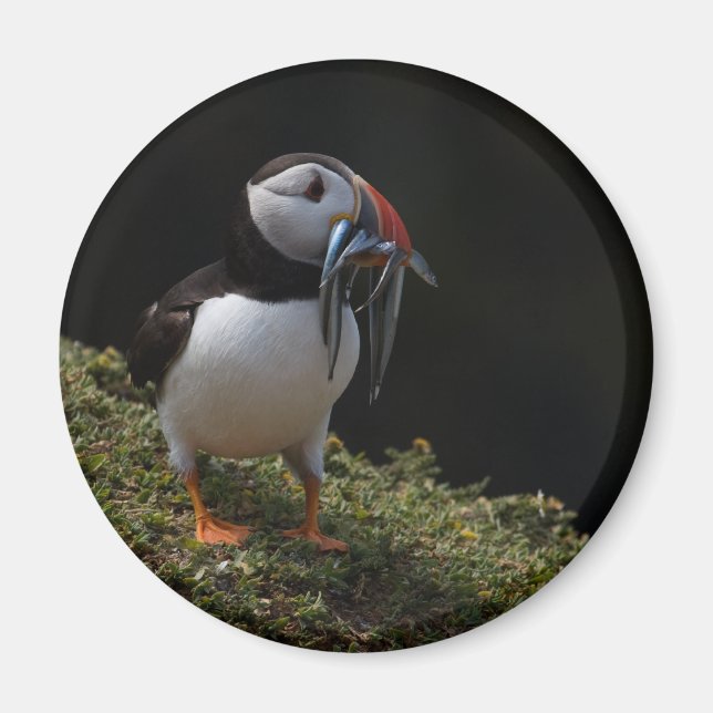 Fisher Puffin Magnet (Framsidan)