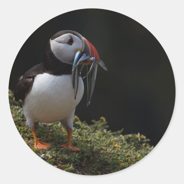 Fisher Puffin Runt Klistermärke (Framsida)