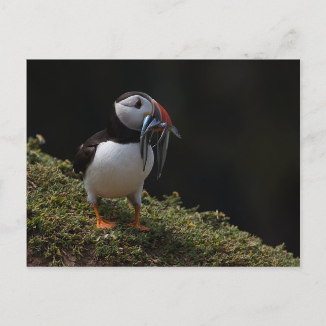 Fisher Puffin Vykort (Framsida)