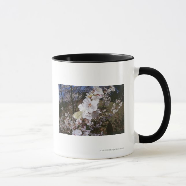 Fisheye beskådar av fjäril på blomma mugg (Höger)