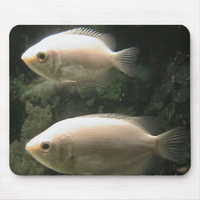 Fishies mousepad musmatta (Framsidan)