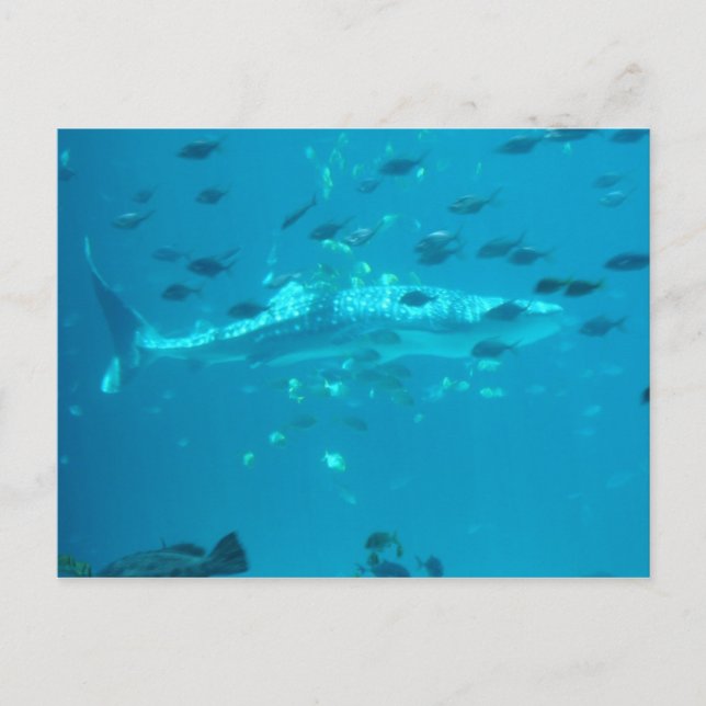 Fishies Vykort (Framsida)