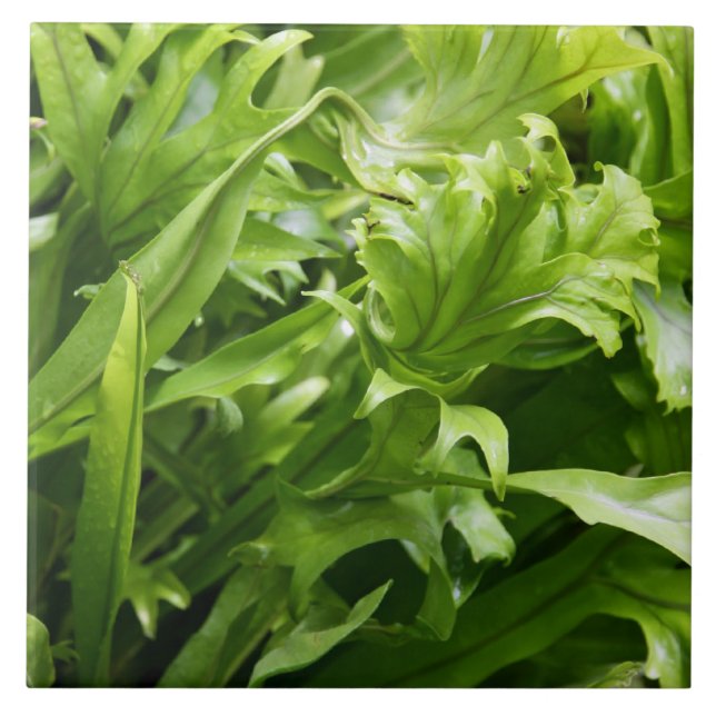 Fishtailfernen belägger med tegel kakelplatta (Framsidan)