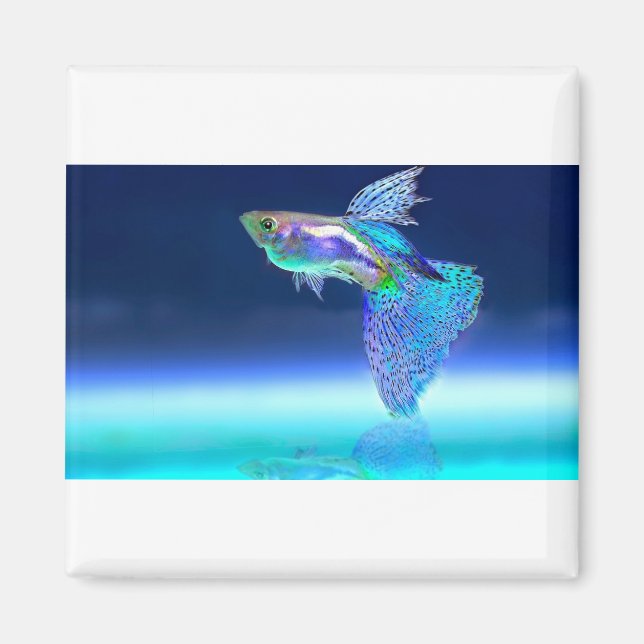 fisk-2358741_1920 magnet (Framsidan)